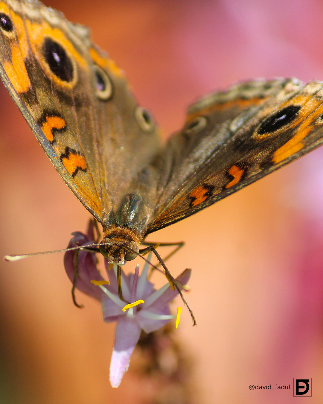 borboleta3_davidfadul