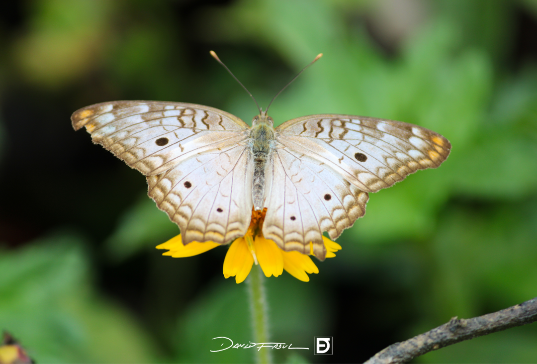 borboleta5_davidfadul