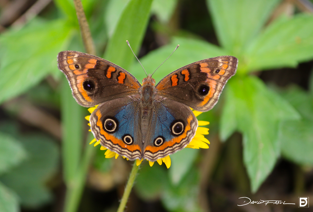 borboleta6_davidfadul