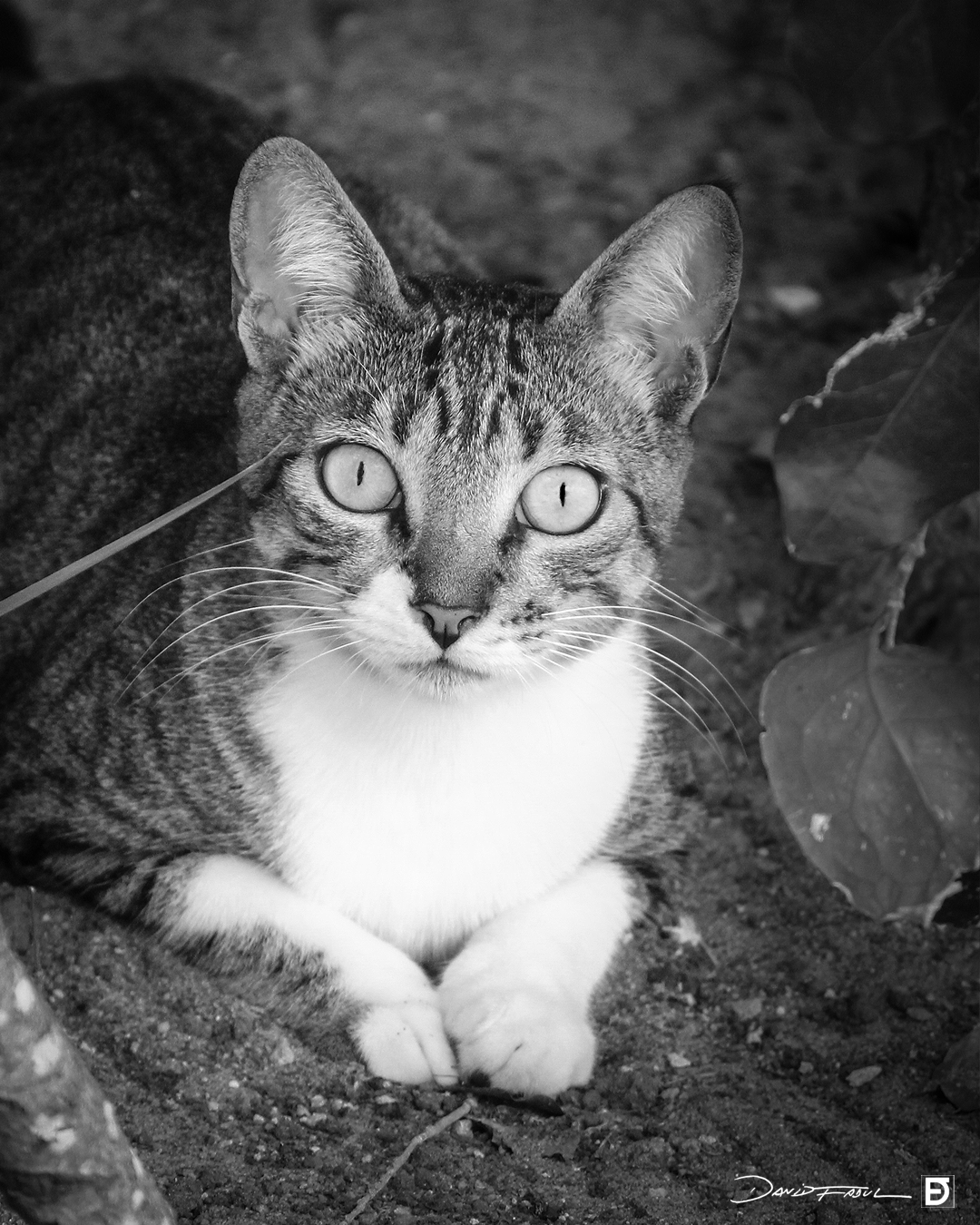 catlook3a_davidfadul