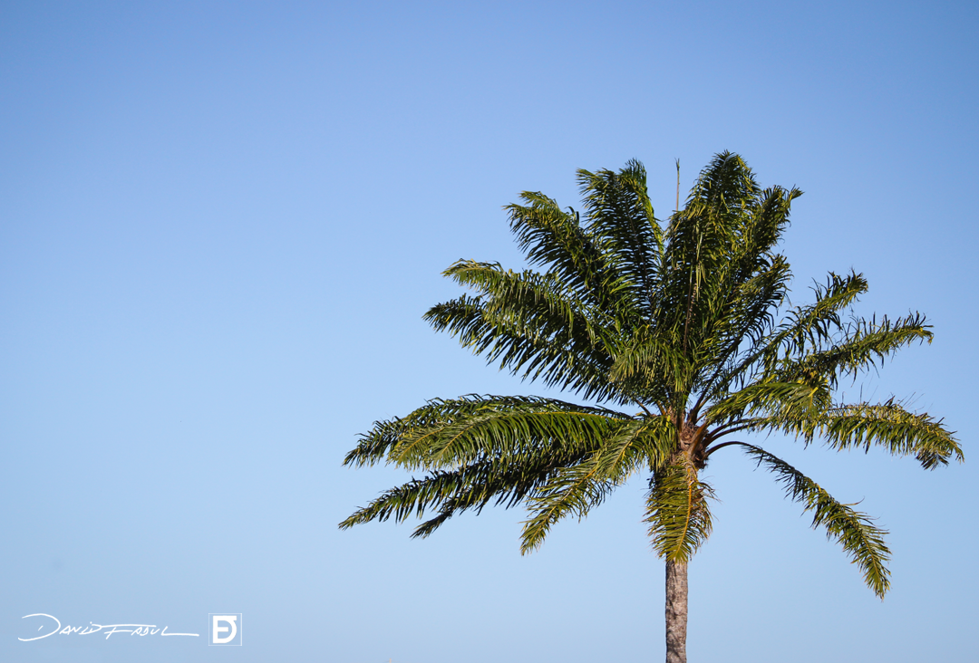 palmtree_df