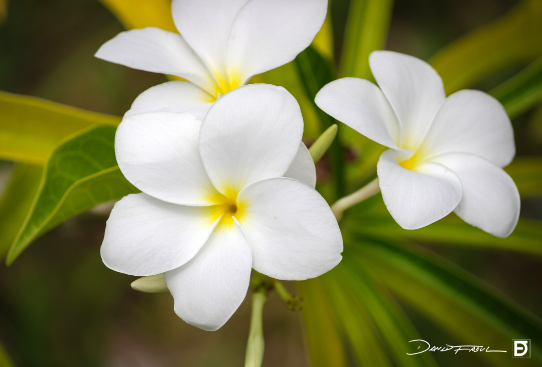 plumeria_df